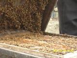 蜜群養蜂場景觀圖3