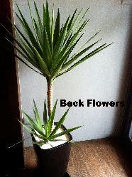 Beck Flowers貝克花藝簡介圖1